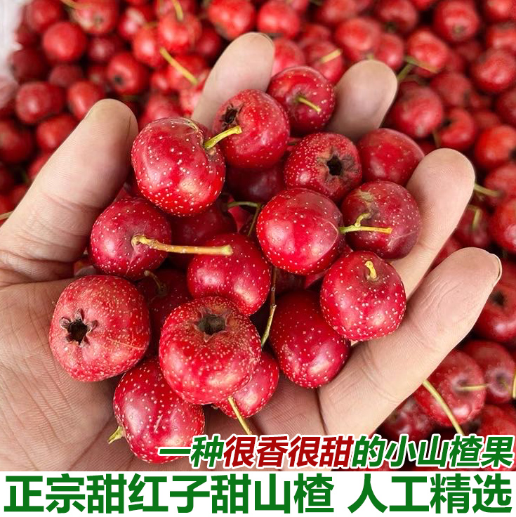 甜红子山楂果新鲜现摘山里红甜口小山楂五愣金星糖葫芦糖雪球包邮