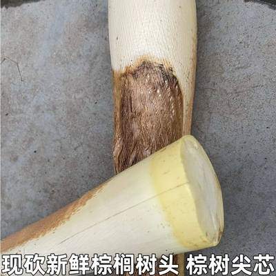 现砍新鲜甜棕树心棕树尖棕榈芯棕树头棕榈心棕榈树树心1个包邮