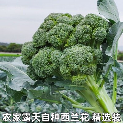 时令蔬菜农家自种西蓝花西兰花