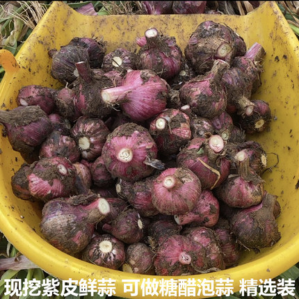 现挖新鲜紫皮大蒜紫皮鲜蒜湿大蒜头糖醋泡蒜原料紫皮湿蒜现发包邮