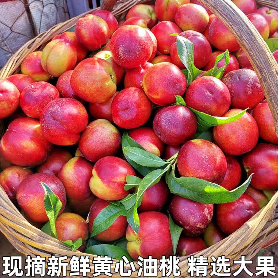 黄心油桃应季大桃子新鲜水果当季水密桃整箱孕妇蜜脆桃坏包赔包邮
