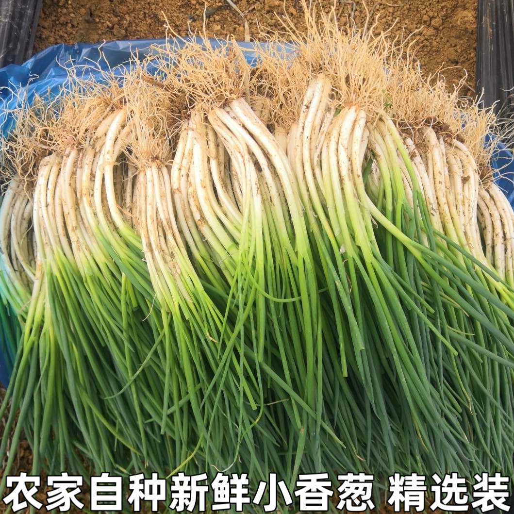 农家自种新鲜小香葱小葱小分葱小白露葱香葱蘸酱蔬菜湖北农家菜,水产肉类/新鲜蔬果/熟食,葱类,淘宝优惠券,粉丝福利购,淘宝优惠卷