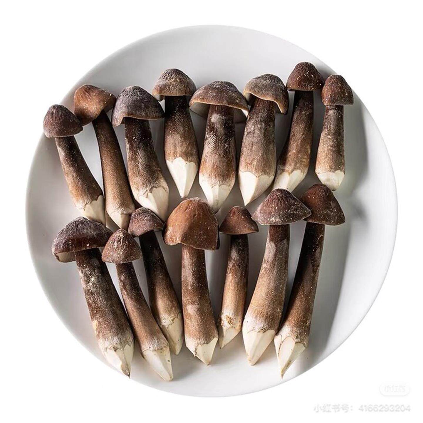 黑皮鸡枞菌系新年食用蘑菇菌菇煲汤火锅烧烤鸡枞菇鲜货非干货