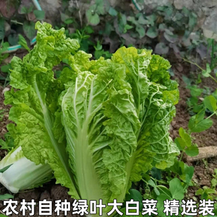 农家自种大白菜青菜绿叶菜白菜新鲜软叶白菜新鲜青杂散叶白菜叶