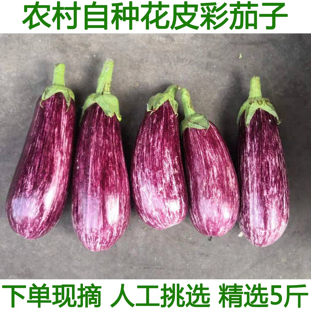 新鲜紫七彩茄子农家自种新鲜花皮茄子农家自种蔬菜彩色面包小茄子
