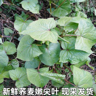 包邮 湖北现摘新鲜野荞麦叶苦荞头苦荞兰 野荞兰万年荞金荞野蓝桥