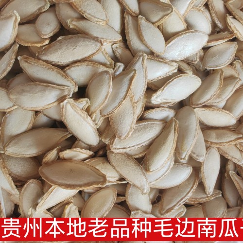 贵州新鲜南瓜子毛边大颗粒南瓜子南瓜籽南瓜子