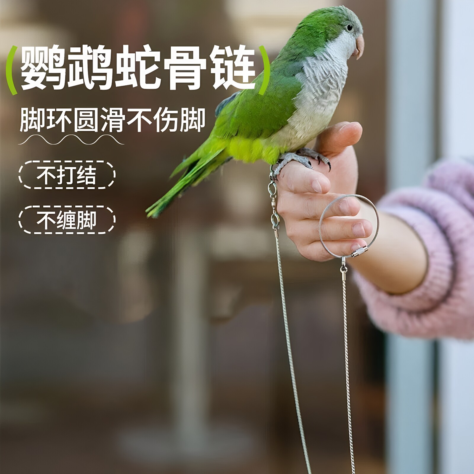 鹦鹉不锈钢脚链脚环脚虎皮玄风