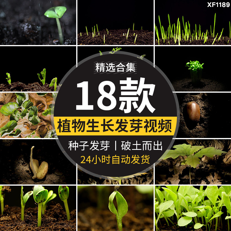 种子发芽植物快速生长延时绿色幼苗嫩苗从土壤破土而出短视频素材