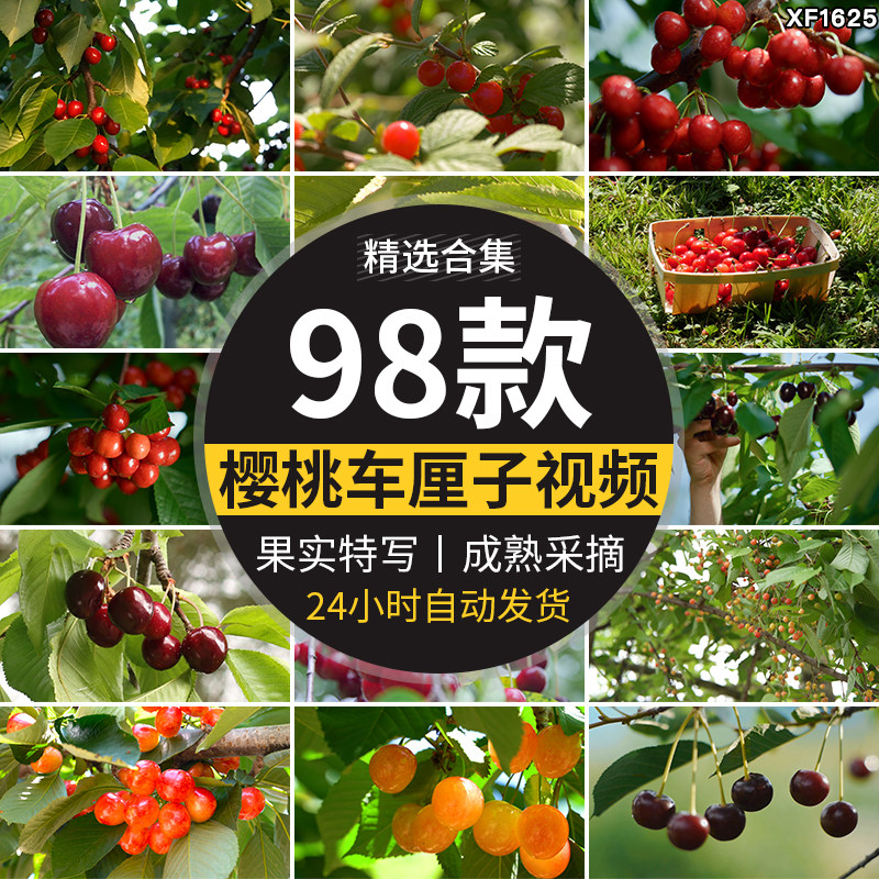 大樱桃特写车厘子果园水果樱桃树枝头果实采摘剪辑实拍短视频素材