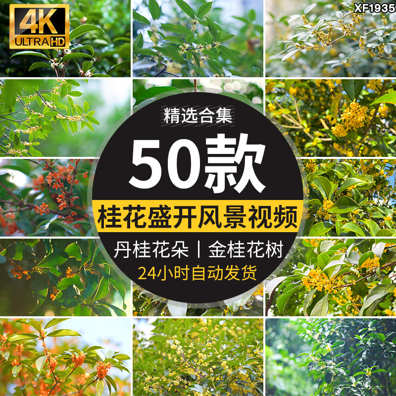 桂花金桂丹桂空镜头飘香桂花树特写八月桂花香高清实拍短视频素材