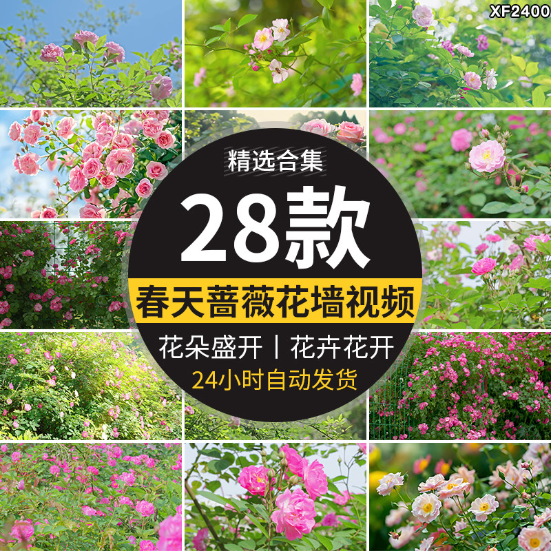 春天蔷薇花墙盛开玫瑰花朵鲜花月季花春暖花开植物高清短视频素材