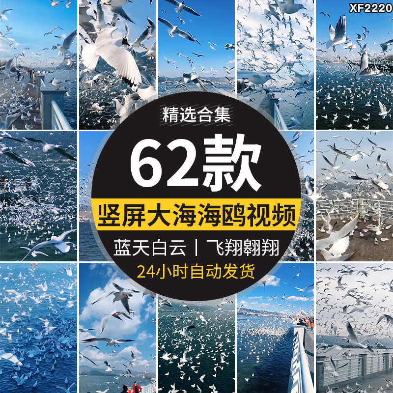 竖屏天空一群海鸥飞翔翱翔蓝天白云海边海鸥鸟类实拍抖音视频素材
