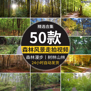 原始森林大自然美景野外树木大树林漫步走拍视角风景实拍视频素材