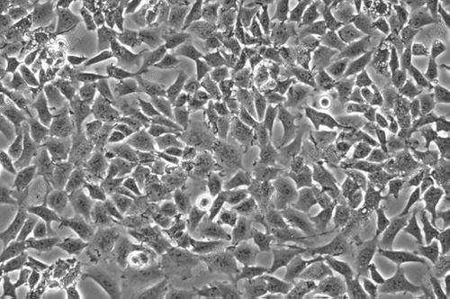 HyCyte™中国仓鼠肺细胞(CHL)，CHL细胞广泛应用于染色体异常测试