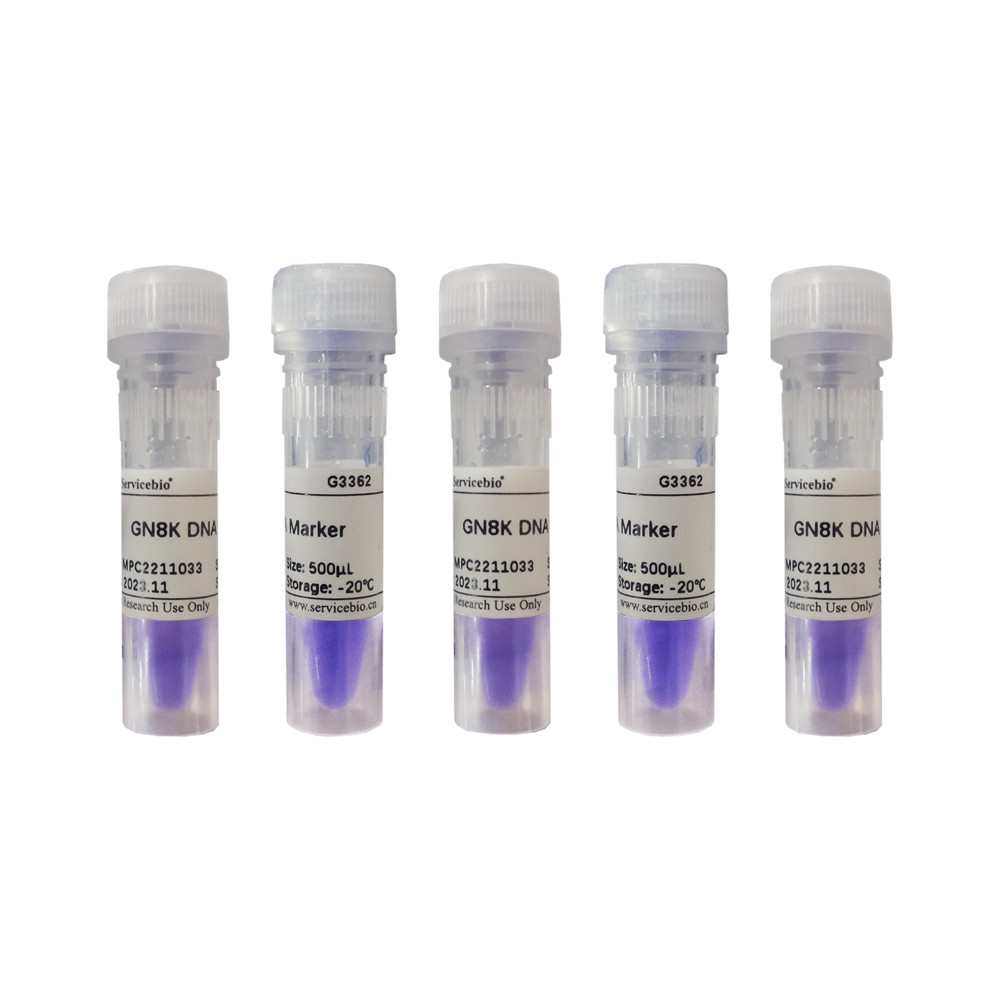 servicebio  gn8k dna marker用于琼脂糖凝胶电泳中dna条带的分析