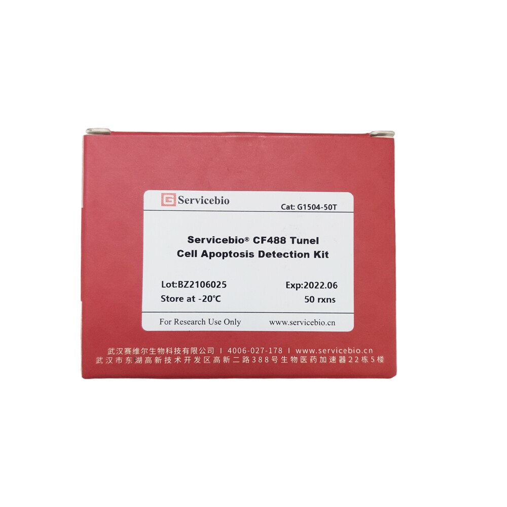 servicebio 一步法tunel细胞凋亡检测试剂盒(cf488绿色荧光)g1504