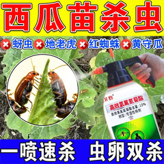 西瓜苗杀虫药瓜苗杀虫剂西瓜苗黄瓜苗专用药黄守蚜虫潜叶蝇克星