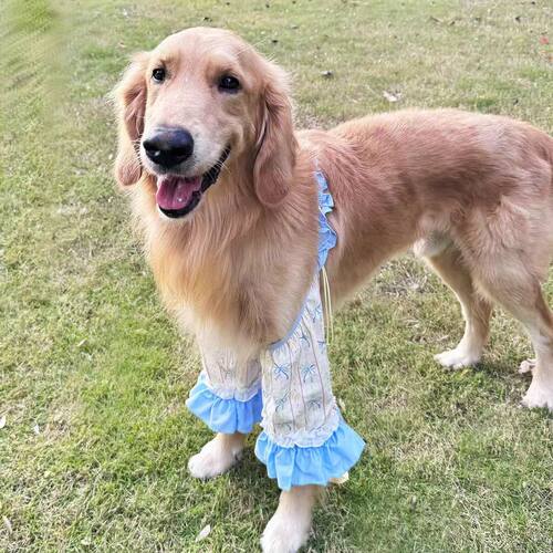 新品狗狗宠物衣服可爱花边公主风护肘金毛萨摩阿拉斯加防脏护膝