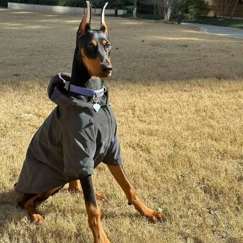 秋冬款大狗衣服帅气反光连帽衣杜宾萨摩耶边牧中大型犬外出冲锋衣