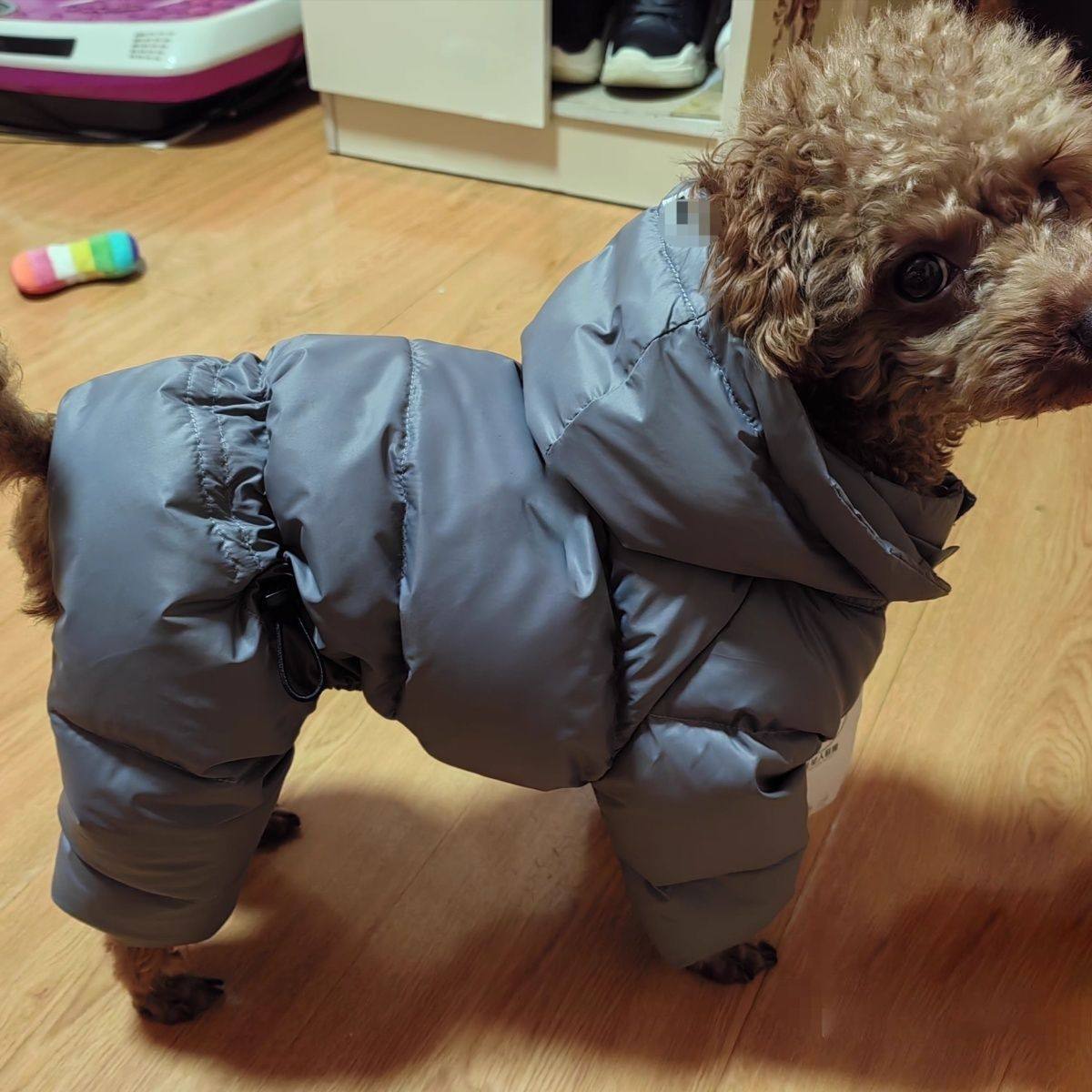 狗狗衣服冬季加厚四脚可爱宠物泰迪防寒比熊保暖秋款网红小狗棉服
