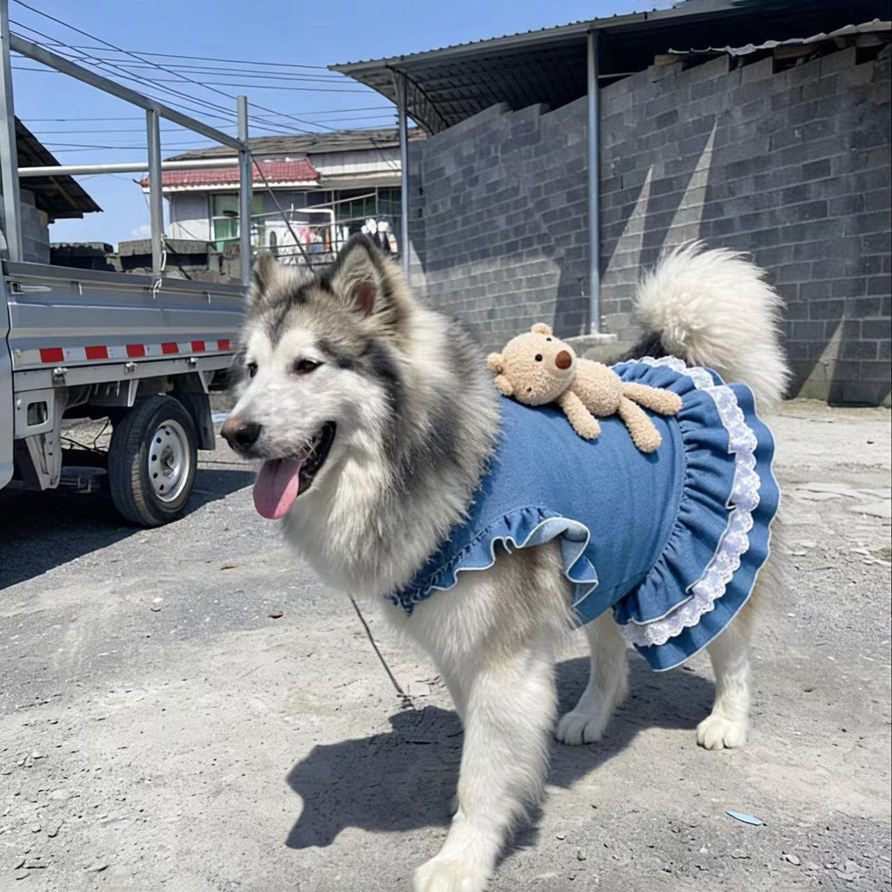 宠物狗狗衣服巨贵萨摩耶金毛阿拉斯加中大型犬大狗牛仔背心裙春夏