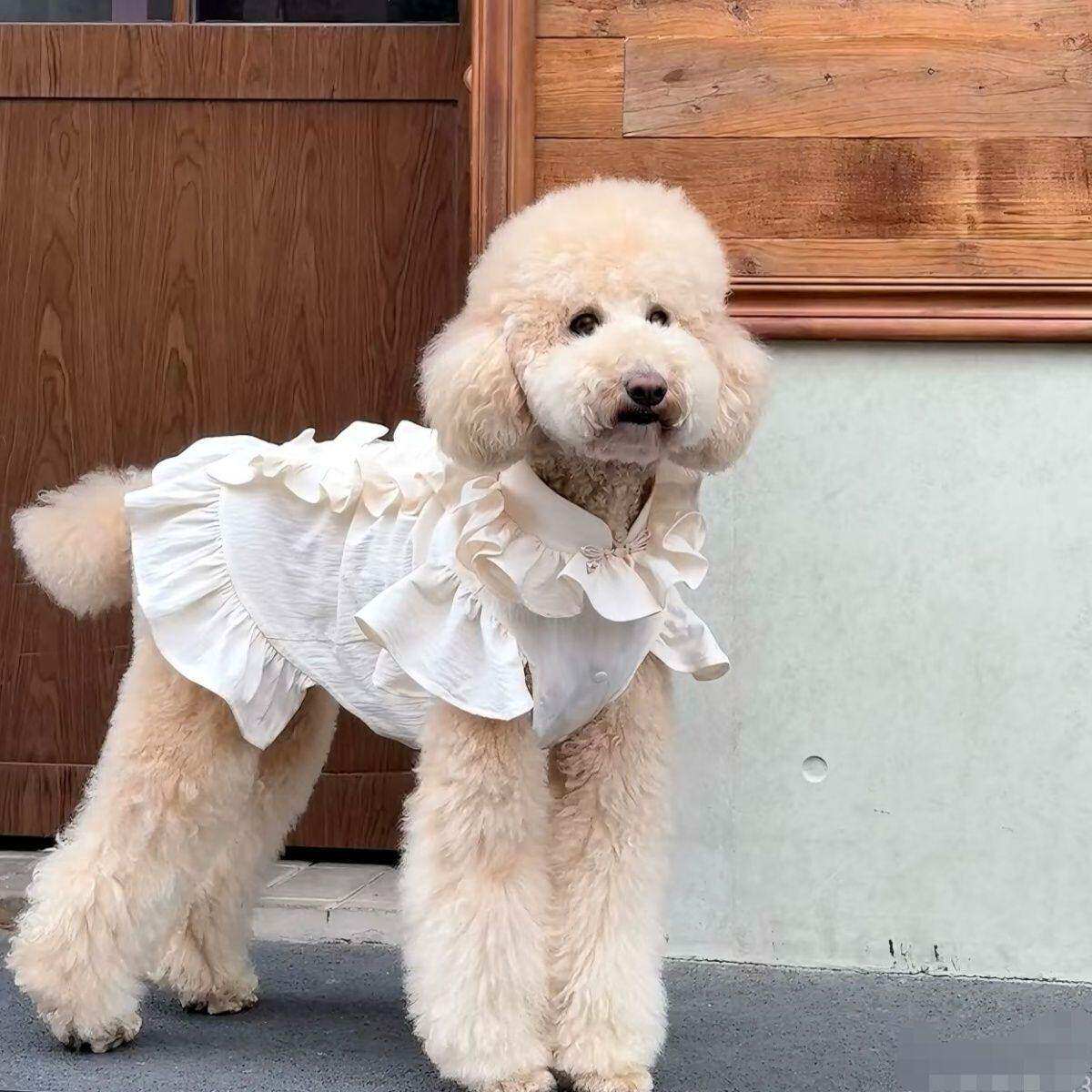 夏季清凉可爱蛋糕裙狗衣服巨贵连衣裙中型犬边牧小型犬泰迪比熊