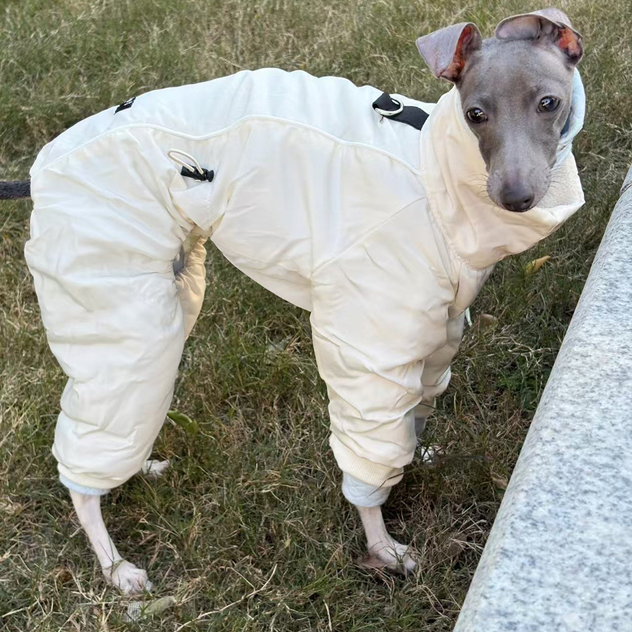 秋冬新款宠物狗狗衣服宠物四脚棉衣保暖小狗衣服泰迪冬装夹棉外出,宠物/宠物食品及用品,狗宠物服装/雨衣,淘宝优惠券,粉丝福利购,淘宝优惠卷