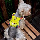 宠物衣服猫狗小型犬胸背带可爱带花边公主蕾丝牵引绳网红出门神器