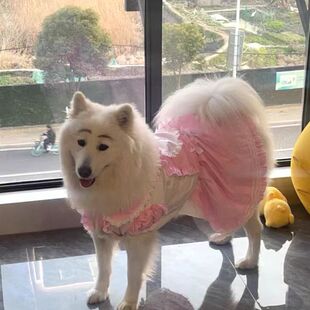 大狗蕾丝公主裙金毛拉多婚纱裙巨贵衣服大狗夏装阿拉裙子