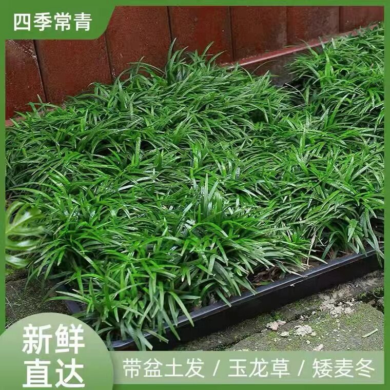 玉龙草花卉多少钱 玉龙草花卉优惠券免费领取 有条鱼