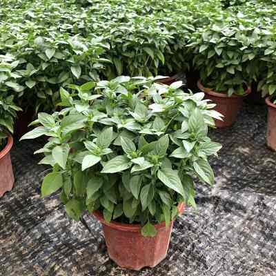 新鲜九层塔盆栽可食用罗勒叶金不换苗香料薄荷紫苏迷迭香辣椒植物