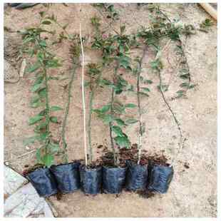 叶仙木麒麟嫁接蟹爪兰仙人指假昙花仙人球叶仙人掌直杆包邮