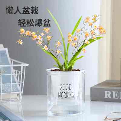 文心兰带花苞跳舞梦香兰奶香水味迷你兰花苗浓香花卉盆栽