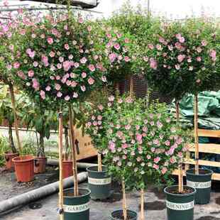 小木槿棒棒糖盆栽花苗小苗阳台庭院四季开花耐热植物微草莓独杆