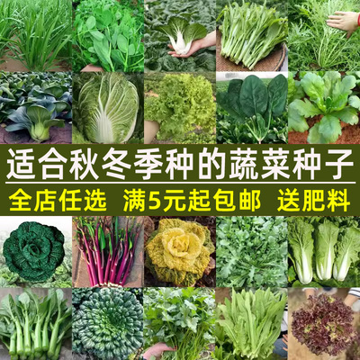 秋天冬季蔬菜种子大全四盆