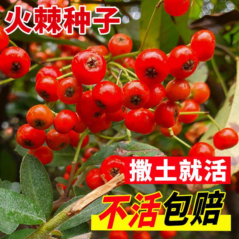 新采火棘种子籽林木树沙围