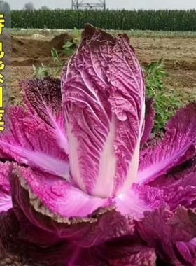 紫白菜种籽紫色大白菜种子四季秋播菜籽农家籽种冬季蔬菜种孑大全