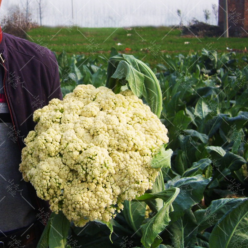 青梗松花菜种子65天8012椰