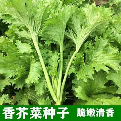 香芥菜种子青籽四川重庆特