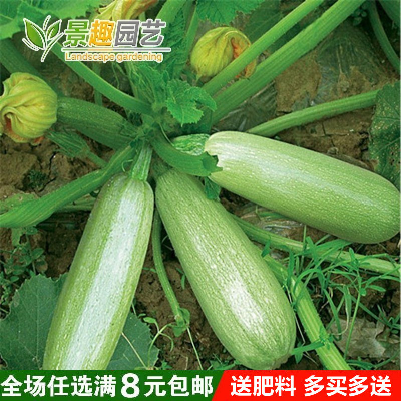 西葫芦种子占瓜花草瓜水果蔬菜籽阳台种菜高产抗病蔬菜种子