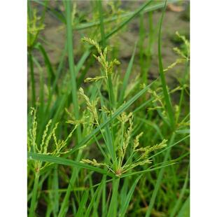 香附子草种子籽材香附籽香附草种籽香附草种子杂草四季多年生