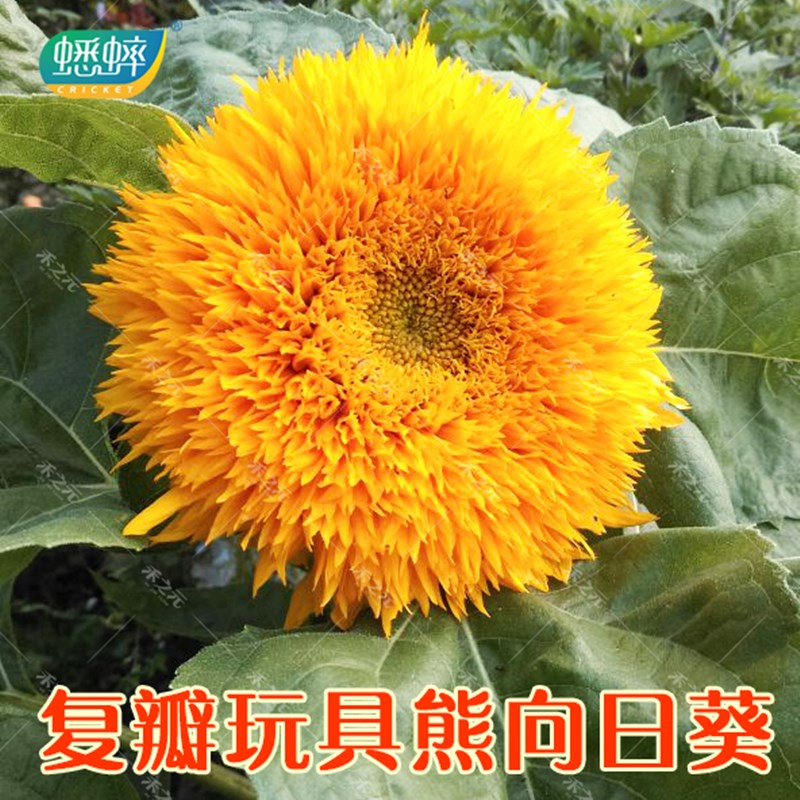 复瓣玩具熊向日葵种子观赏矮向花阳台盆栽春夏秋四季播易种籽花卉