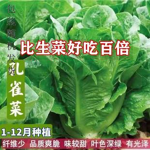 孔雀菜种籽生吃脆甜高营养直立长寿生菜春秋播种盆栽大田沙拉蔬菜