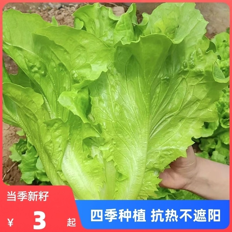 生菜籽种子四季播种抗热奶油生菜玻璃意大利阳台庭院蔬菜种子种植,鲜花速递/花卉仿真/绿植园艺,家庭园艺种子,淘宝优惠券,粉丝福利购,淘宝优惠卷