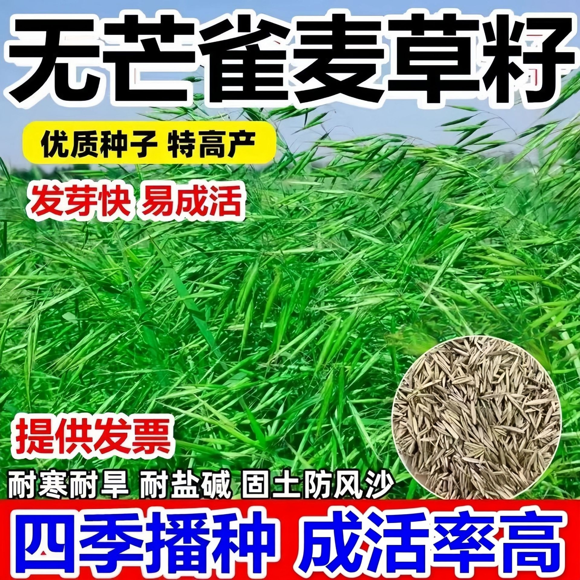 耐寒绿化无芒雀麦草籽