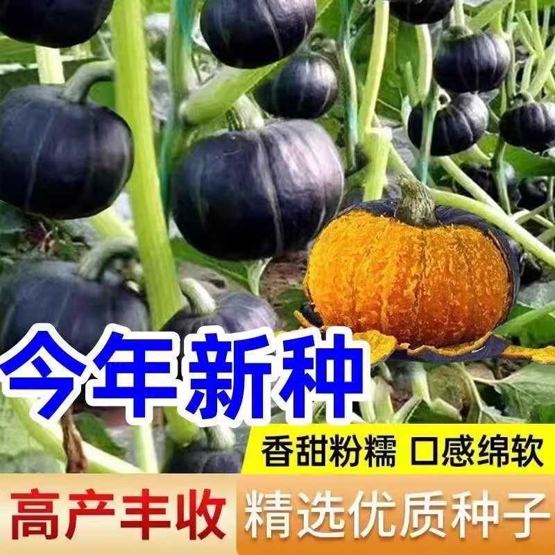 正宗贝贝南瓜板栗南瓜种种子甜糯超甜南瓜种子早熟新品种蔬菜种子,鲜花速递/花卉仿真/绿植园艺,家庭园艺种子,淘宝优惠券,粉丝福利购,淘宝优惠卷