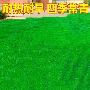 草坪草籽四季常青矮生免修剪庭院地毯草护坡固土狗牙根黑麦草种籽