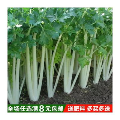 白芹种子四川白杆芹菜阳台种菜蔬菜家庭盆栽庭院田园蔬菜籽