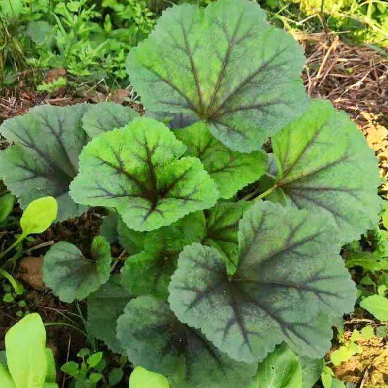 冬寒菜的功效_冬寒菜的做法_形态_快问健康百科_健康百科_快